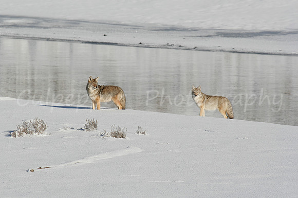 Him and Her Coyote