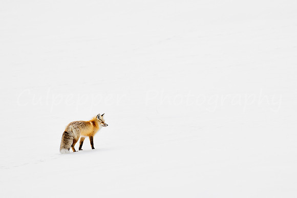 Red Fox on Left White