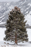 Two Coyotes and Thee Tree