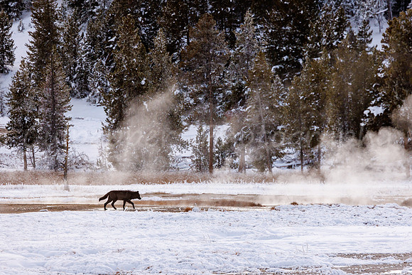 Black Thermal Wolf
