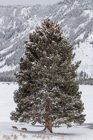 Two Coyotes and Thee Tree