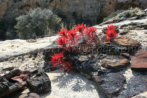 Desert Paintbrush