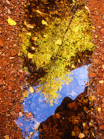 Fall Reflections