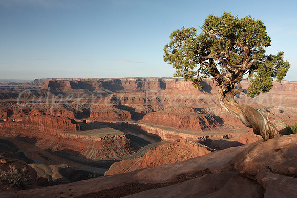 Twisted Juniper