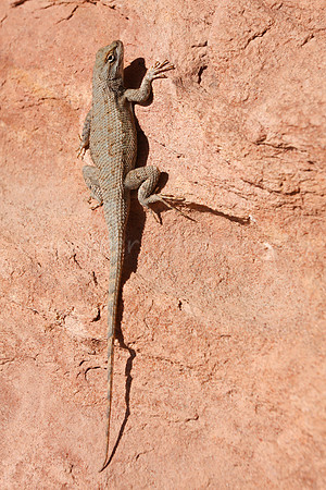 Lizard