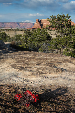 Painbrush, Desert, Mountain