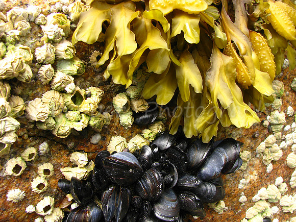 A Collection of Marine Life