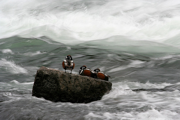 Harlequin Ducks