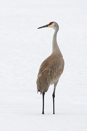 Sand Hill Crane Profile