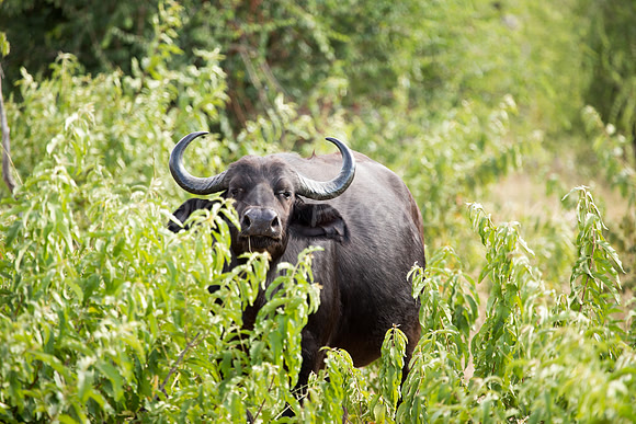Cape Buffalo