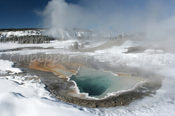 Heart Spring
