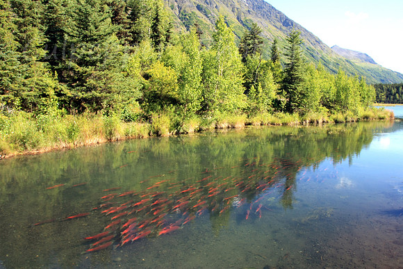 School of Reds