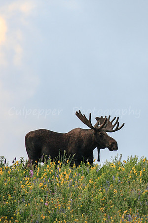 Mr. Moose