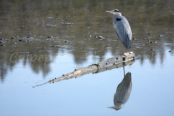 Perched Blue Heron