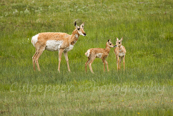Mom and Kids
