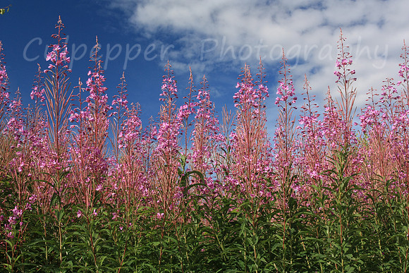 Alaskan Summer Calendar