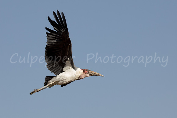 Maribou Stork