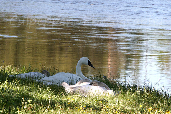 Summer Swans