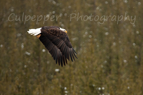 In Flight 2