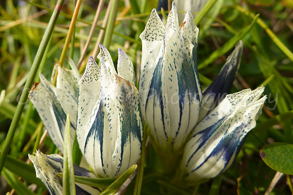 Arctic Gentian