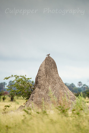 Termite Mound