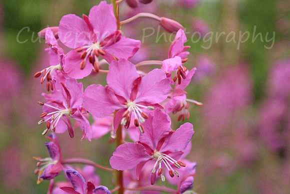Fireweed