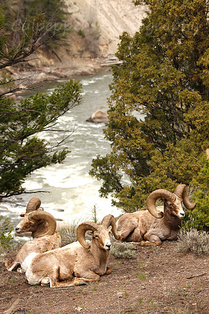 Bighorn Sheep