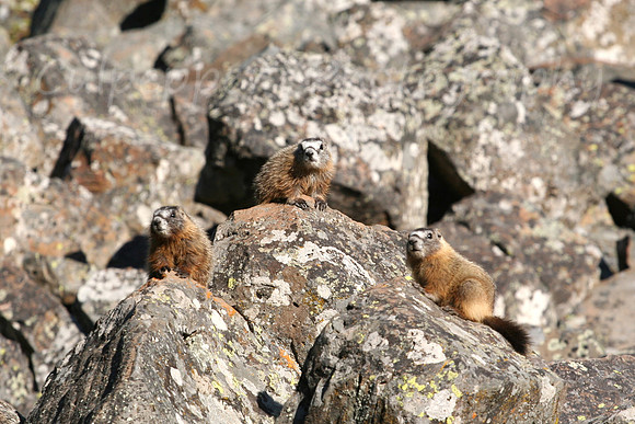 Tres Marmots