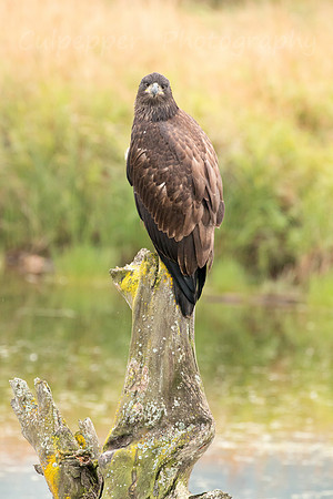 Young Curiosity