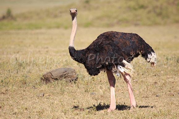 Common Ostrich