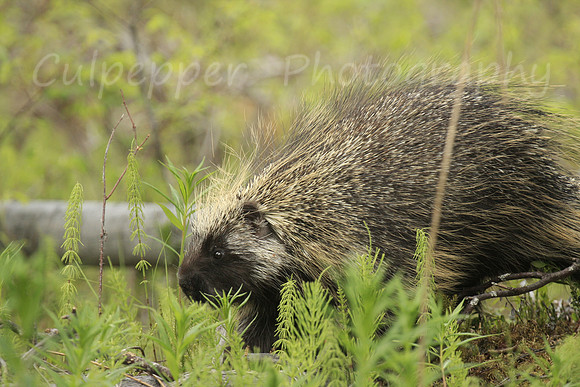 Porcupine
