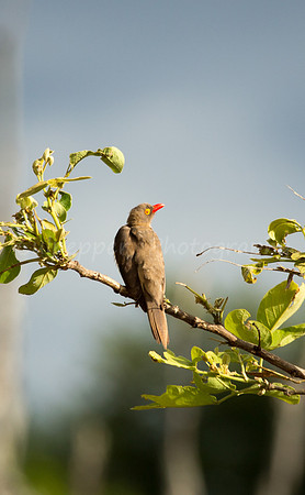 Red-Billed Oxpecker