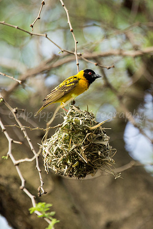 Weaver of my Nest