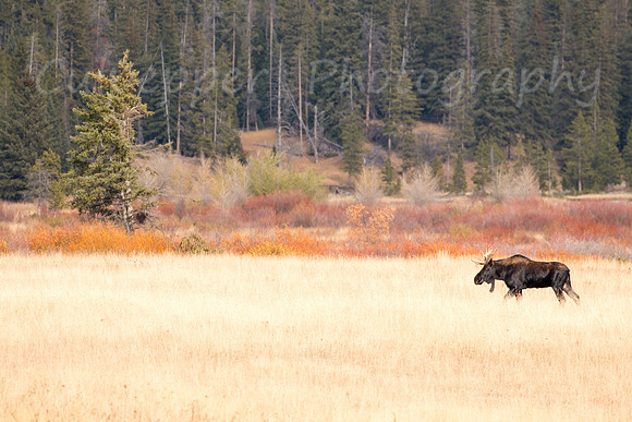 Bull Moose