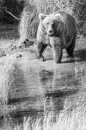 Black and White Reflections