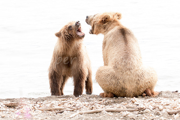 Whose Roar is Louder?