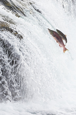 The Leap