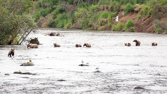 Parade of Bears