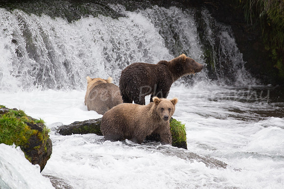 Three Cubs