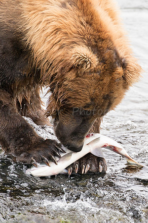 Claws and Fish