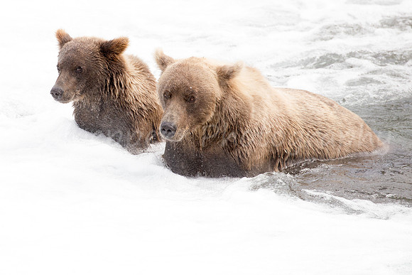 Mother and Cub