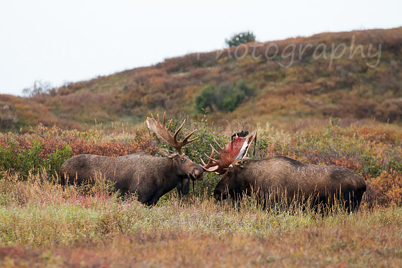 Gearing up for the Rut
