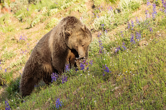 Stop and Smell the Flowers
