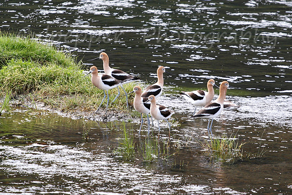 American Avocets