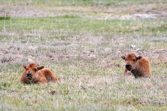 Red Dogs