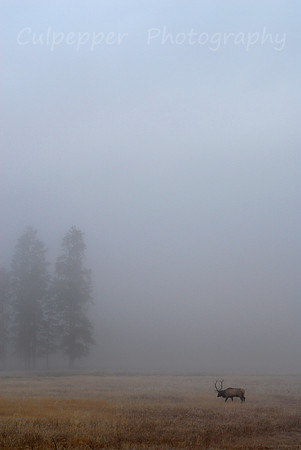 Elk in the Mist