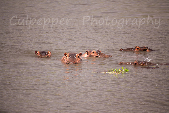 Hippo Stares