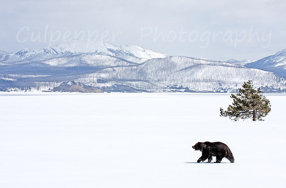 Bear, Tree, Mountain