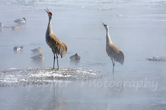 Sandhill Cranes Chortling