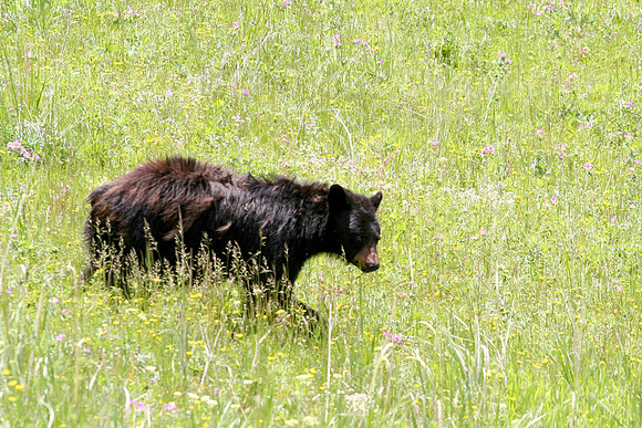 Spring Bear